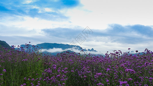 高山云雾下的马鞭草田背景图片