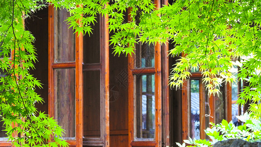 绿色树叶环绕清新复古窗户高清图片