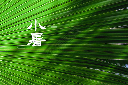 洪湖莲藕24节气小暑设计图片