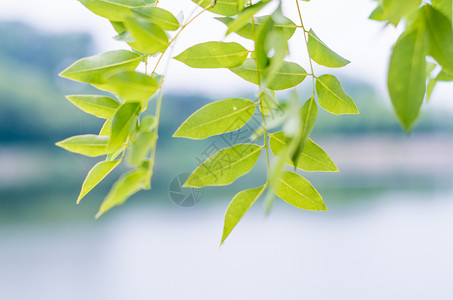 夏天的花草与植物背景图片