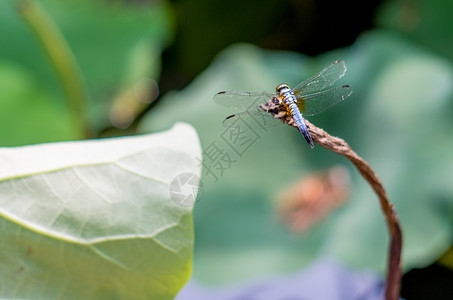 蜻蜓与断茎图片