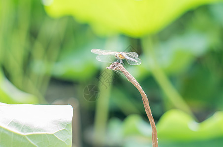 蜻蜓与断茎图片