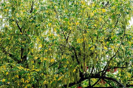 风杨树和它结满果实的种子高清图片