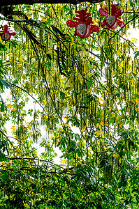 风杨树和它结满果实的种子背景图片