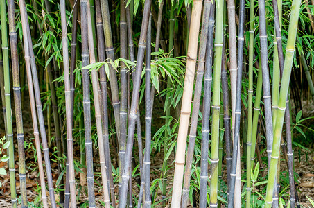竹之韵味背景图片