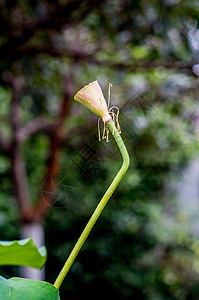 螳螂姿态各种姿态的荷花与莲蓬背景