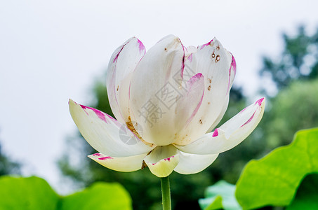 各种姿态的荷花与莲蓬背景图片