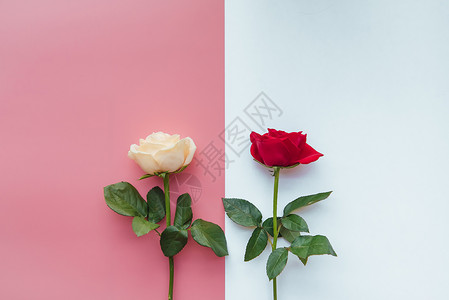 韩版鲜花素材七夕玫瑰背景