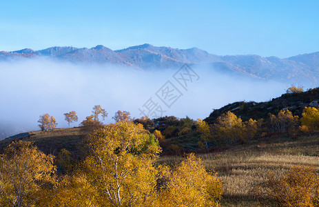 柿林村晨雾弥漫桦木林背景