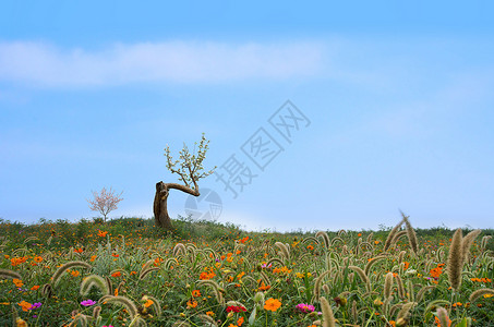 野花野草山花野草苹果树背景