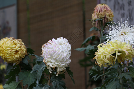 园林风景图菊花图片