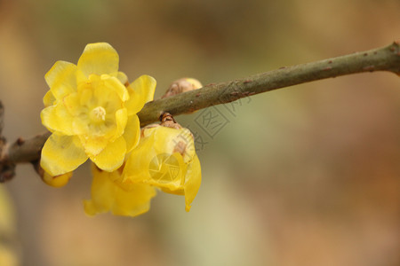 黄色小花背景图片