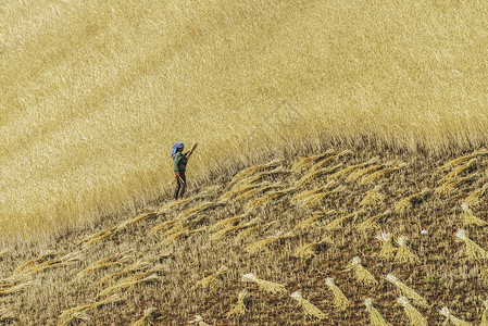 秋收时节收获麦子背景图片