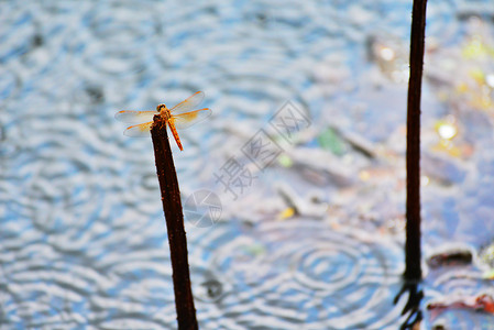 停留在湖面的蜻蜓背景图片