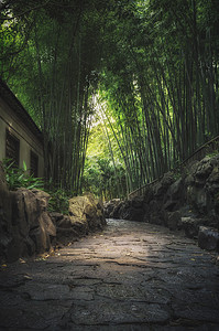 竹林小路曲径通幽背景