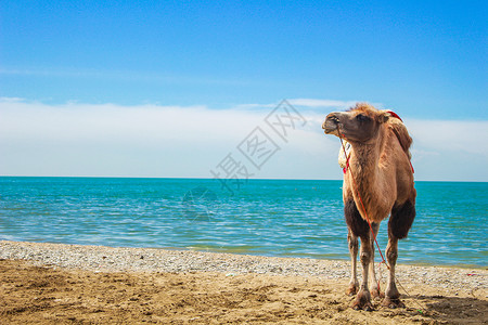 青海湖动物青海湖边的骆驼背景