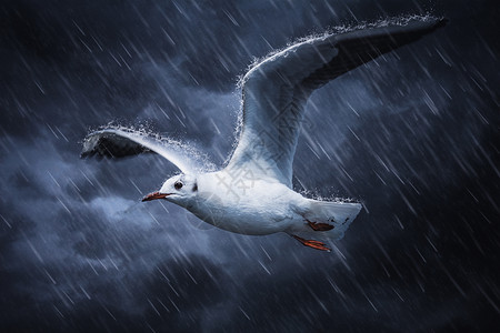 暴雨中展翅翱翔的海燕高清图片
