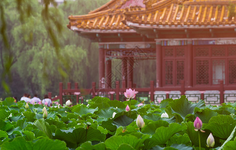 中国风写意花卉公园内夏日荷花盛开 小暑背景