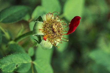 月季花蕊图片