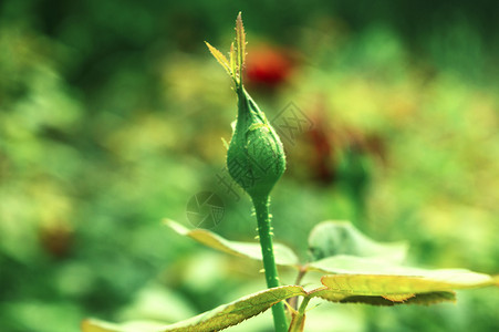 月季花苞红色月季花苞高清图片