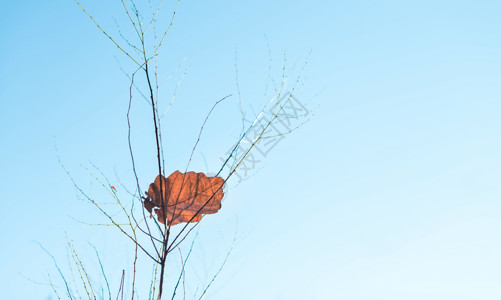 孤独小树一片叶子背景