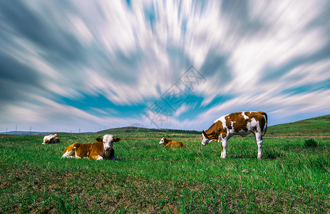 牧童坐在牛上风云草原上牛儿吃草背景