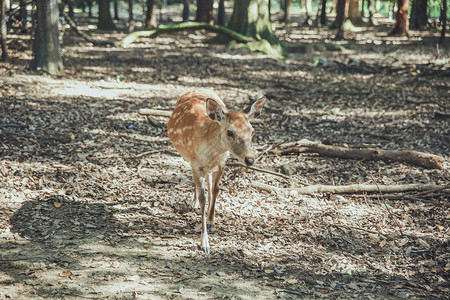 奈良的鹿可爱动物界高清图片