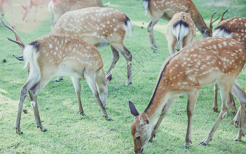 奈良的鹿可爱日本高清图片