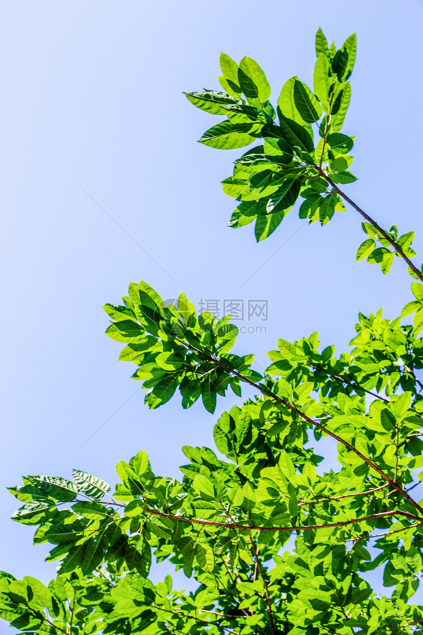 夏日里的绿色植物图片