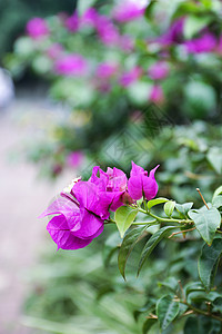 毕业季花草边框夏日花卉背景