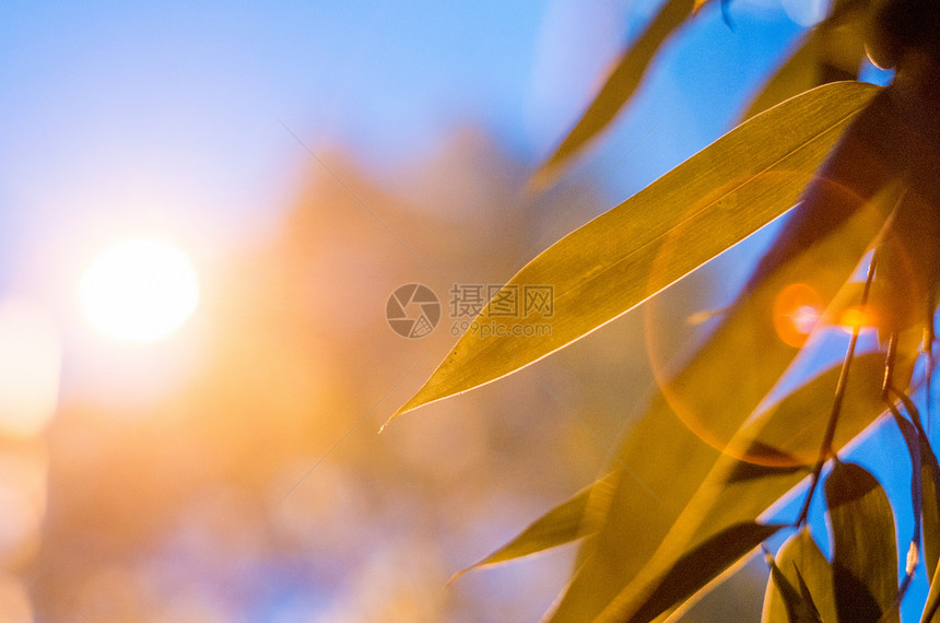 的光芒与树叶的邂逅图片