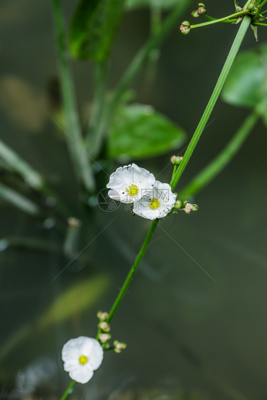 夏日水草图片