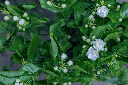 夏季花卉母亲节植物花卉高清图片