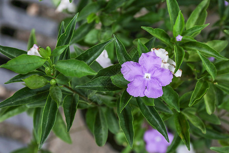 夏季花卉康乃馨花海高清图片