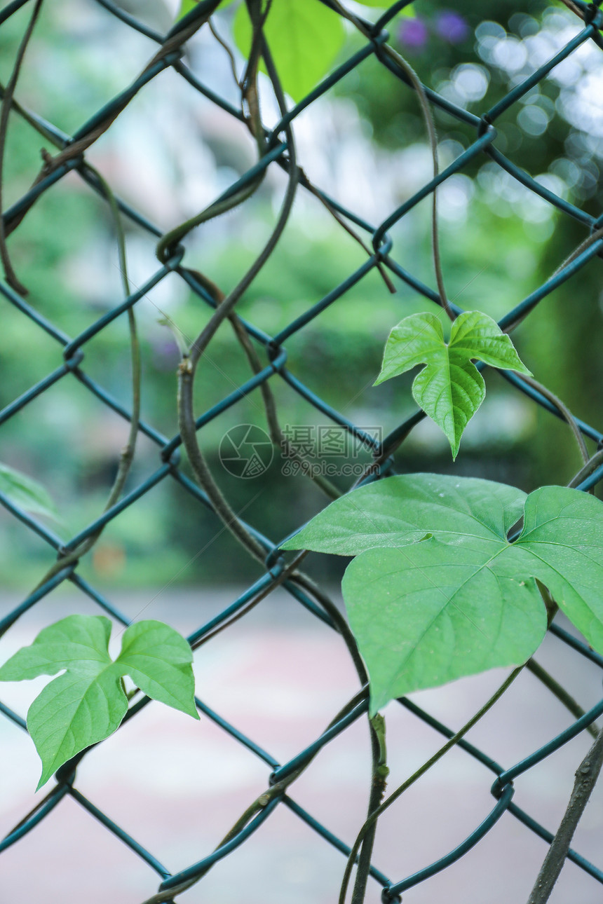 夏日花草图片