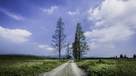 阳光与路素材蓝天下的石路与杉树背景