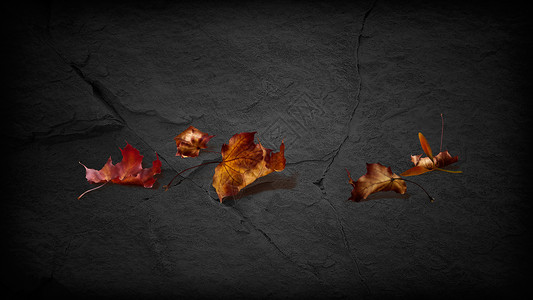 枫叶地面地面上的树叶设计图片