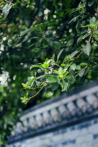 荷花盆栽夏日风景背景