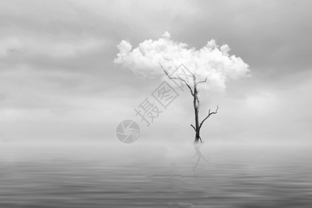 水波倒影孤独的树设计图片