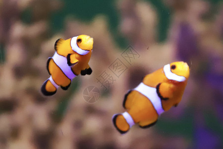 小丑鱼尼莫珊瑚里的小丑鱼背景