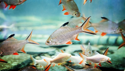 鱼淡水鱼缸观赏鱼淡水鱼图片素材