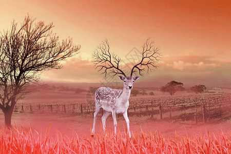 国家二级保护动物草鸮黄昏下的梅花鹿设计图片