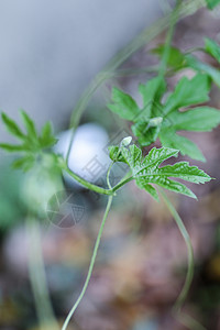 晨曦的田野背景图片