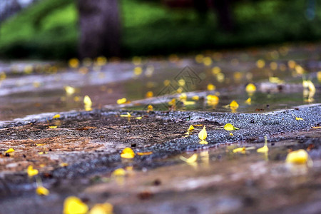 树叶掉落夏雨后的街道风景背景