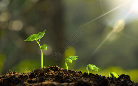 发芽的植物绿色背景高清图片