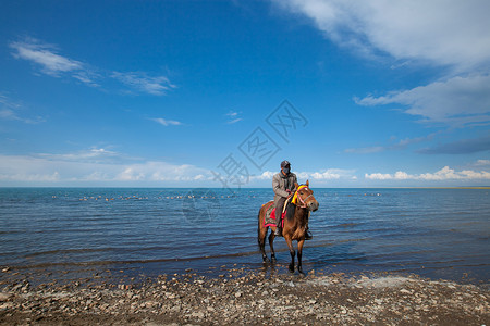 青海湖的马骑马的人背景