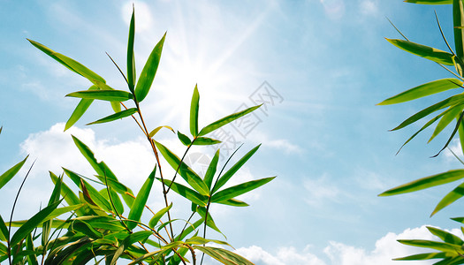 飘落绿色竹叶竹背景