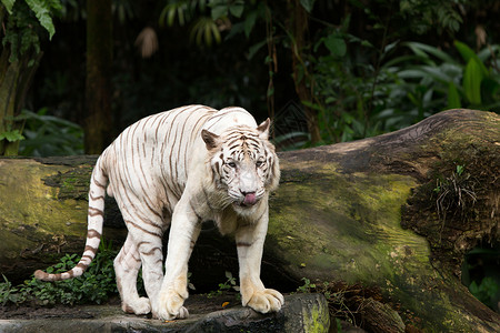 森林动物园孟加拉白老虎背景