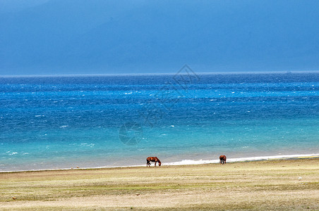 清凉避暑游旅游新疆赛里木湖骏马背景