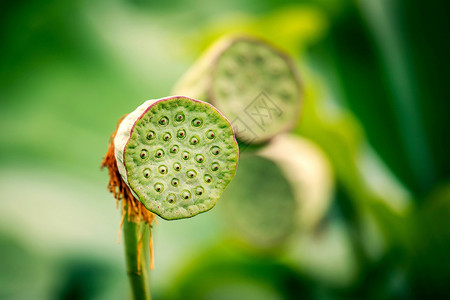 嫩绿莲蓬莲蓬背景